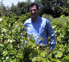 greece, wines