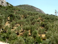 Greek food, olive grove in lesvos