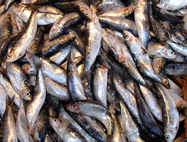 sardeles pastes from the market in Mytilini, Lesvos