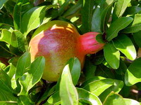 greek foods, pomegranet