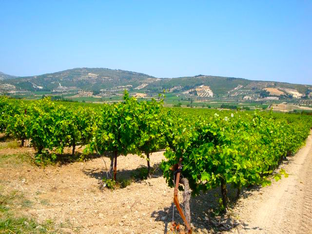 Nemea grape vines